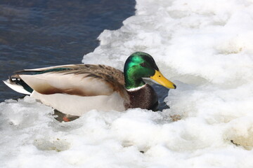 Fototapeta premium Male Mallard Duck