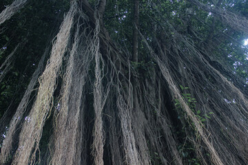 hanging roots