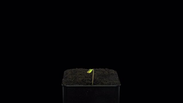 Time-lapse of germinating microgreens buckwheat seed 1b4 in 4K Prores 4444 format with ALPHA transparency channel isolated on black background
