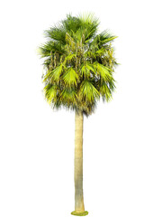 Dates palm tree cut out isolated on white background. palm tree cut out isolated on white background.