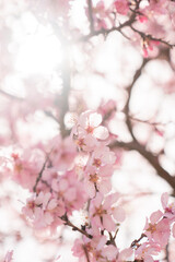 nature, flower, pink, flora, field, springtime, seasonal, sunny, sky, abstract, outdoor, depth, shallow, landscape, green, fruit, bloom, blue, illustration, delicate, japan, isolated, tree, natural, s