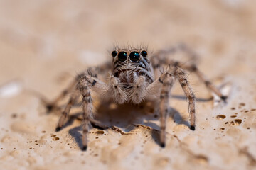 Jumping Spider in the United Arab Emirates crawling on the wall very close up macrophotography