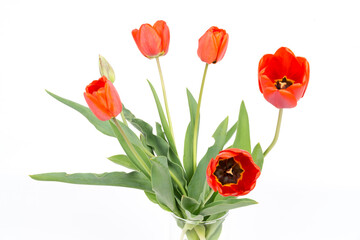 Red tulips isolated on white