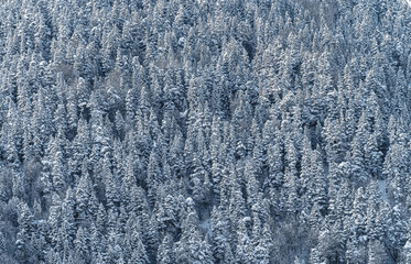 Fototapeta na wymiar Snow forest on the slope. Winter background of trees. A pattern of natural. Christmas trees in the snow.