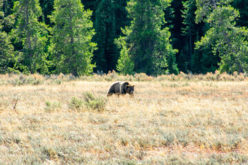 Fototapeta na wymiar Bear in Wyoming