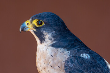 Peregrine Falcon (Falco peregrinus) head shot very close up. Falconry or keeping falcons and racing them in the middle east.