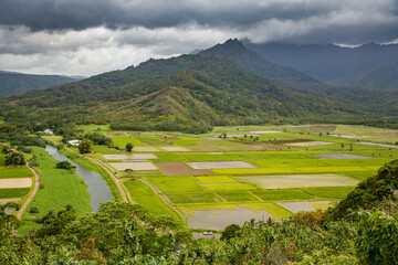 Fototapeta na wymiar Taro fields along the North shore of the island of Kauai, Hawaii, near Hanalei
