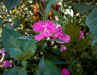 Sweet William flower blossom beautifully in garden with blury background.
