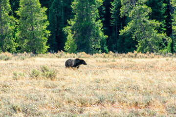 Wyoming Bear
