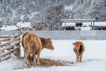 Cows on the background of winter mountains. Livestock for food. Hay and a small home farm. A calf in the village.