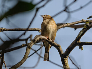 House sparrow, Haussperling (Passer domesticus)
