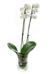 White orchid isolated on white