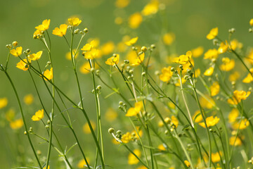 Obraz premium Buttercups