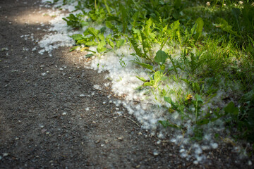 july fluff in the grass