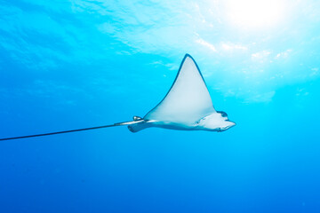 Manta ray swimming by at coral reef in sea
