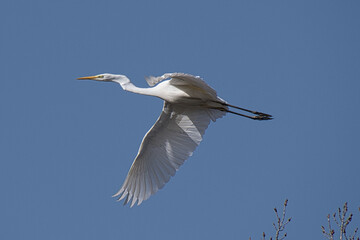Silberreier im Flug