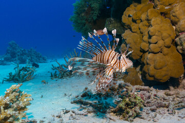 Lion fish with deadly spikes beautiful coral reef