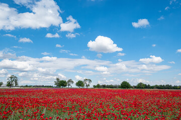Fototapeta na wymiar Red poppies on field, sky and clouds