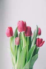 bouquet of tulips on white background. floral postcard
