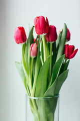 bouquet of tulips on white background. floral postcard