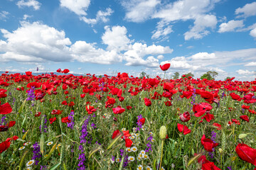 Red poppies on field, sky and clouds
