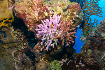 coral reef with fish