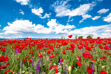 Red poppies on field, sky and clouds
