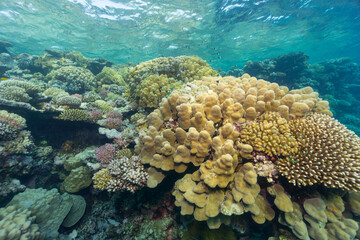 coral reef in sea