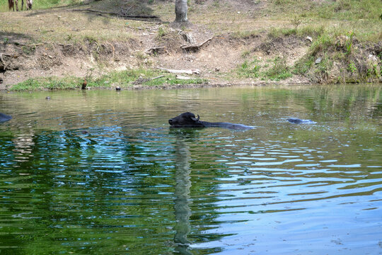b&uacute;falos sumergidos en un lago 