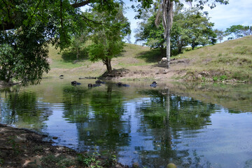 búfalos sumergidos en un lago 