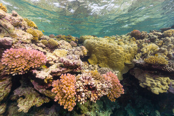 coral reef in sea