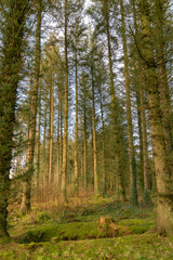 Fototapeta premium Evergreen spruce forest on fine sunny day.