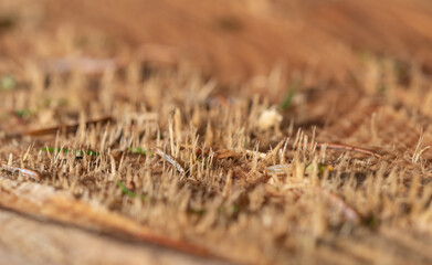 Macro wood cross section. Closeup of round slice of tree with annual rings and cracks.