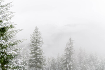 Fototapeta na wymiar Pine trees in front of a foggy background providing for copy space.