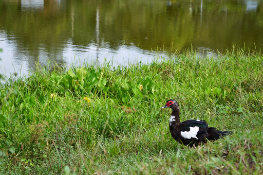 Pato al lado de un lago