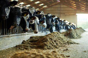 A cow is standing in the dirt, Dairy cows in a farm