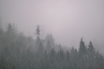 fog in the forest