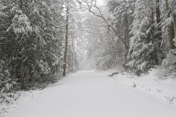 An untraveled road in winter covered in fresh snow through a forest.