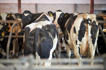 Cows in a farm. Dairy cows