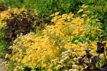 Lush hedge bushes
