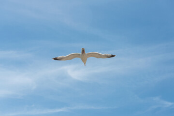 White seagull soaring in the blue sky