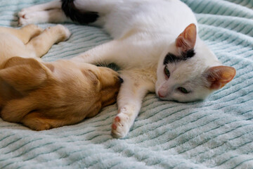 Small cute labrador retriever puppy dog and young cat on a bed. Friendship of pets
