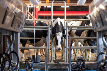 Cows in a farm. Dairy cows