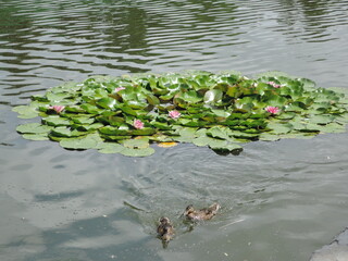 Red Water Lily is a beautiful floating plant native . It is widely cultivated in other countries. Flowers are intensely red or rose-colored.