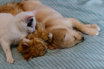 Small cute labrador retriever puppy dog and two young cats on a bed. Friendship of pets