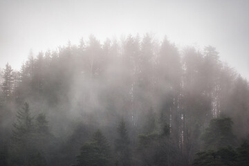 Fog in the forest