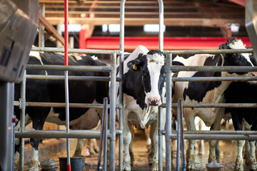 Cows in a farm. Dairy cows