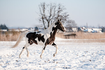Beautiful stunning pinto horse on snow.