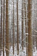 A winter wonderland in a snow covered forest with tall pine trees.