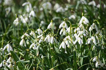 Schneeglöckchen im Elsass im frühen Frühling